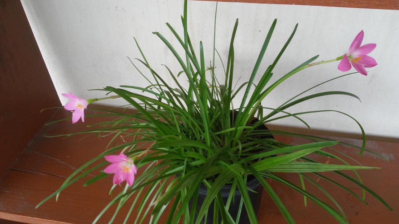 Don Santiago Guesthouse Downtown San Ignacio Dış mekan fotoğraf